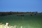 001-DSC_0067.JPG.small.jpeg