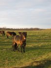 034-IMG_2537.JPG.small.jpeg