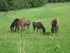038-IMG_3370.JPG.small.jpeg